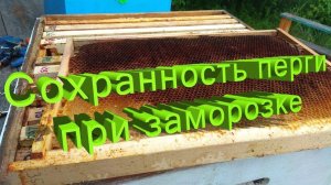 Как сохранить пергу зимой? / Отвечает профессор Кашковский (заморозка и хранение)