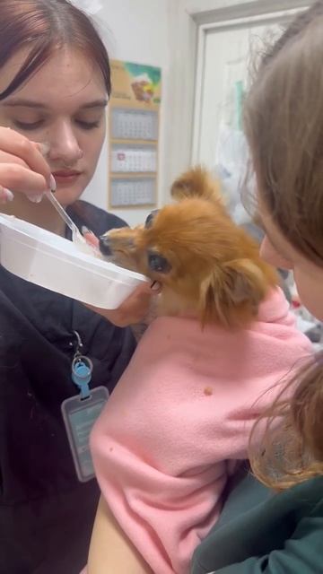 Кукленыш Лисик может кушать только 