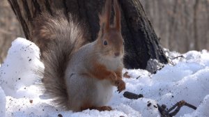 Прибежали голодные белки. Зарисовка
