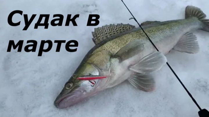 КАК ЛОВИТЬ СУДАКА в МАРТЕ? МЕСТА и ВРЕМЯ для ЛОВЛИ СУДАКА! НАЖИВКИ и СНАСТИ для РЫБАЛКИ