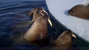 👑 Бивненосный император севера 👑 —🦭Морж🦭