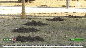 В столице Ингушетии в рамках проекта "Город роз" началась высадка цветов