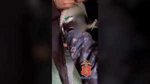 В Красноярском крае задержаны наркокурьеры, один из которых привязал к себе 30 свёртков с гашишем