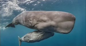 .... Кашалот - Что мы знаем о нём....