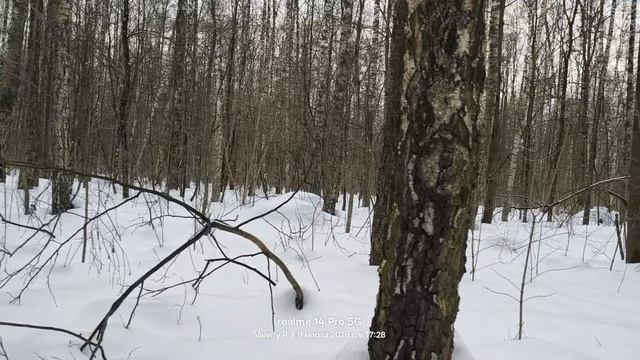 Лесная пятиминутка #20 🌲❄️🌲🌲❄️🌲  09.03.2026