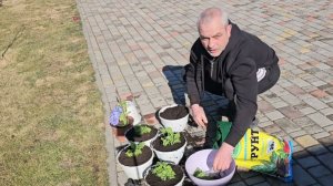 Сытники- Наводим порядок с розами 🌹