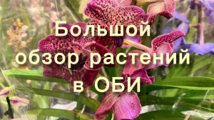 Обзор растений в садовом центре ОБИ