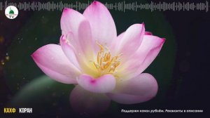 Сура Кахф (2)