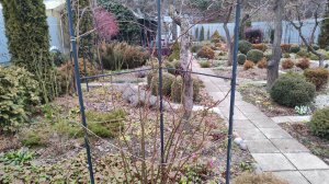 Обрезала розы Ангела и Коко локо, распускаются морозники, прогулка по саду 07.03.2026 г. Пятигорск.