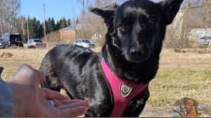 Неожиданная встреча!Посмотрите только какие люди, какие собачьи ухи-лопоухи!😍