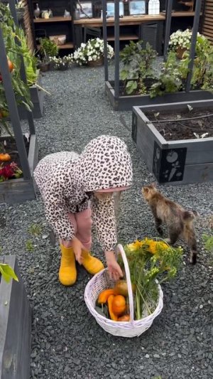 Дачный ASMR: тихие звуки участка