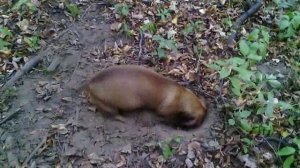 145 2019.09.27_14.35.30 Маня роет, её не остановить.