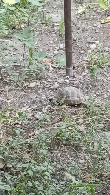 Дикая черепаха в Рустави (Грузия) 28.07.2025