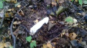 142 2019.09.06_08.46.51 Манька в Измайлово и грибы Весёлки.