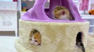 Настя и котята учит цвета Приключения Насти и кошечек