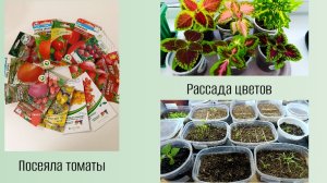 Посеяла томаты🍅 Рассада цветов🌺