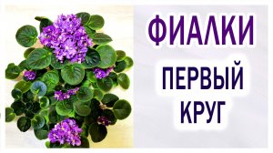 Фиалки (сенполии). Первый круг закрепления сорта.