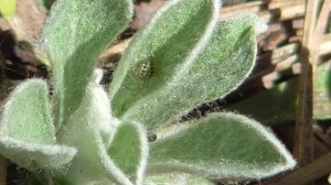 Страницы из 2019г 9ч