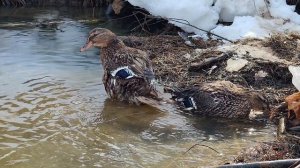 вызаривание подсадных уток 2025