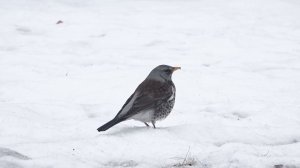 Программа "Главные новости" на 8 канале от 10.03.2026 Часть 2