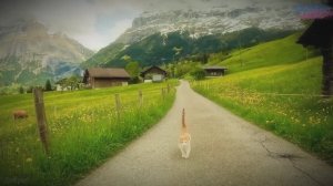 Весенняя прогулка в Деревне Гриндельвальд, Швейцария🇨🇭Самая красивая Швейцарская долина🌼🏡