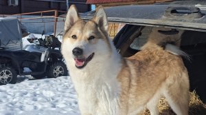 Разошлась Чеза