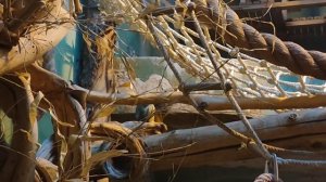 Беличий саймири, или обыкновенная беличья обезьяна. Крохотные обезьянки. Московский зоопарк