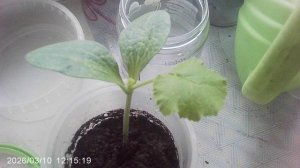 Обзор пересаженного кабачкового растения январской посадки сорта "Чёрный красавец"