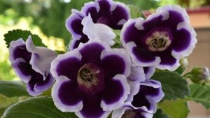 Весенняя пересадка Глоксиний, Фиалок и Тидей!