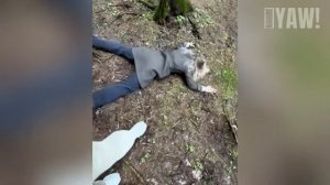 Idiots Around the World _ Idiots of the Week _ 100% Moron 😂 _ Try Not To Laugh _ PART 116 #fails