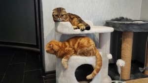 пушистое ассорти 😻😻😻