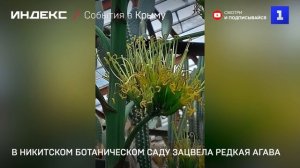 В Никитском ботаническом саду зацвела редкая агава