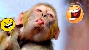 Приколы с животными🤗 Смешные видео про животных 🤗СМЕШНОЕ ВИДЕО😍 Наши любимые смешные животные