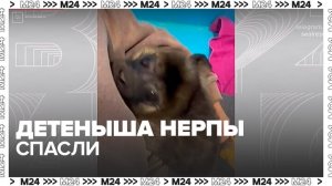 Специалисты показали, как утешают спасенную нерпу на Ладожском озере - Москва 24