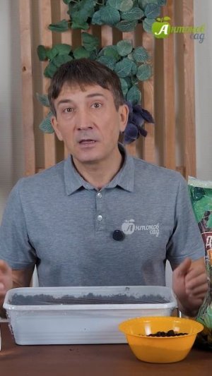 Астры на рассаду: как правильно провести посев?