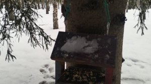 Эксклюзивная кормушка для птиц своими руками