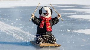 По замёрзшим полям щенок катается на санках (Горячий суп из мидий)