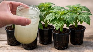 Рассада толстеет на глазах и корни прут как бешеные! Подкормка для рассады