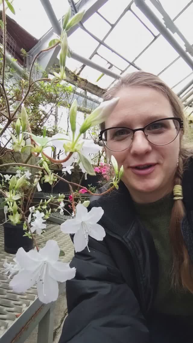 VLOG: 8 МАРТА 2026 год | Выставка РОДОДЕНДРОНа | СТАРАЯ фондовая оранжерея