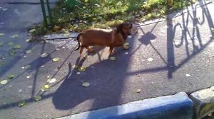 103 2018.11.11_11.07.57 Выходи на солнце.