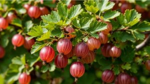 Чем подкормить крыжовник весной, чтобы ягода была крупной и сладкой