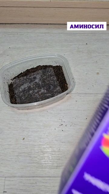 Секрет посева томатов, о котором все молчат!