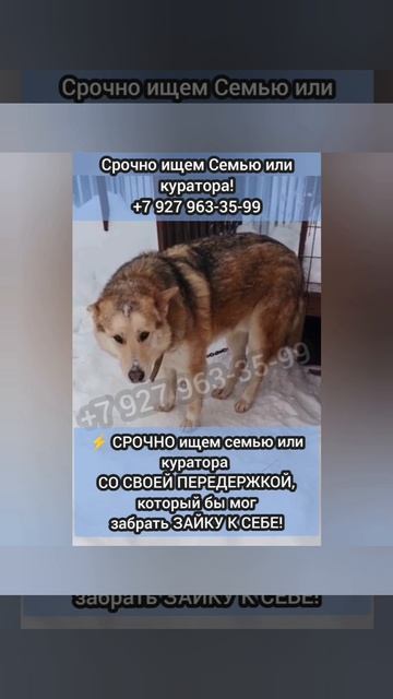 Трусишка Зайка попал в Отлов! С грустью вдыхая людей безразличие Ангел страдает в Собачьем обличии..