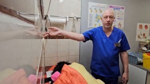 Гроссшпиц Чарлик, который после операции официально стал Аресом, прооперирован✊️✊️✊️