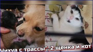 Беременная "ЧИХУАХУА" с трассы родила дома в день поимки... Кот Лютик, выкинут с авто...