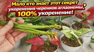 Секрет укоренения черенков Аглаонемы, все легко и просто!