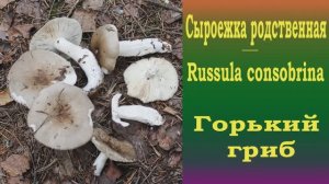 Горький гриб. Сыроежка родственная - Russula consobrina