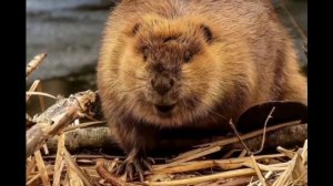 песня сидим с бобром за столом