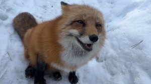 Лиса-Алиса. Лиса пришла на разговор