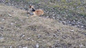 Глядя на собачек вспомнил своё детство. 10.03.2026